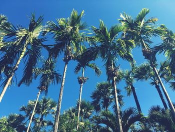 Low angle view of coconut palm trees against blue sky