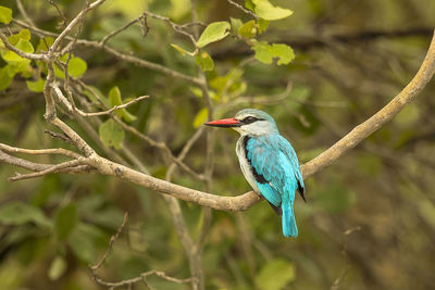 Close-up of bird perching on branch