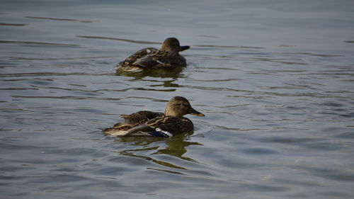 Duck swimming in a lake