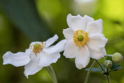 Close-up of white flowering plant