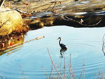 High angle view of birds on lake