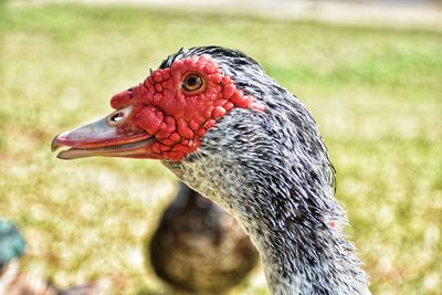 Duck portrait