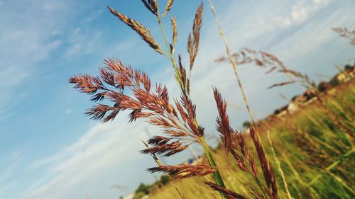 Low angle view of plants against sky