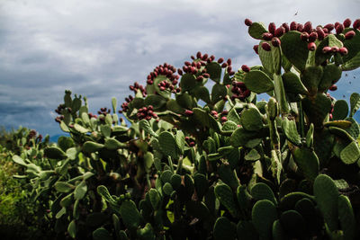 Close-up of cactus plant against sky