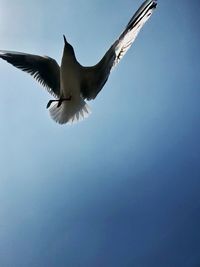 Low angle view of seagull flying in sky