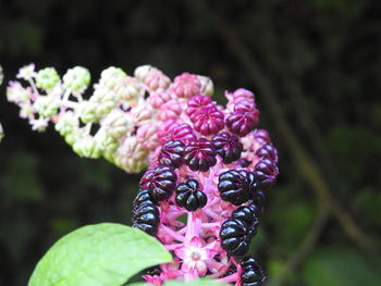 Close-up of pink flowering plant