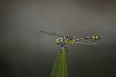 Close-up of dragonfly on plant