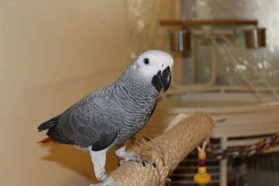 Close-up of parrot perching at home