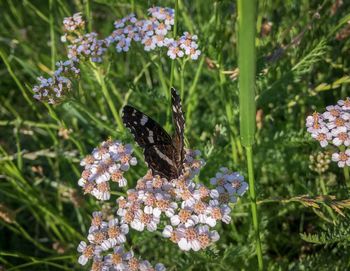 Butterfly pollinating on flower