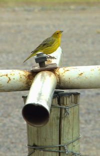 Close-up of bird perching outdoors