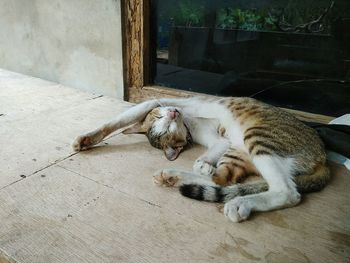 Close-up of cat sleeping