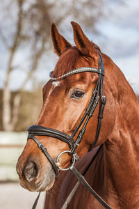 Close-up of a horse