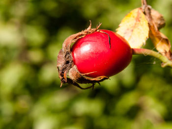 Close-up of red fruit on tree