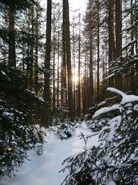 Scenic view of snow covered forest