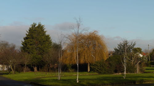 Scenic view of grassy field against sky