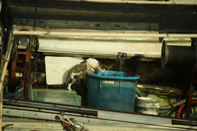 A cat exploring a fishing boat at okishima island