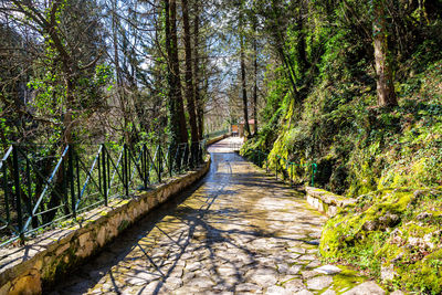 Footpath amidst trees in forest