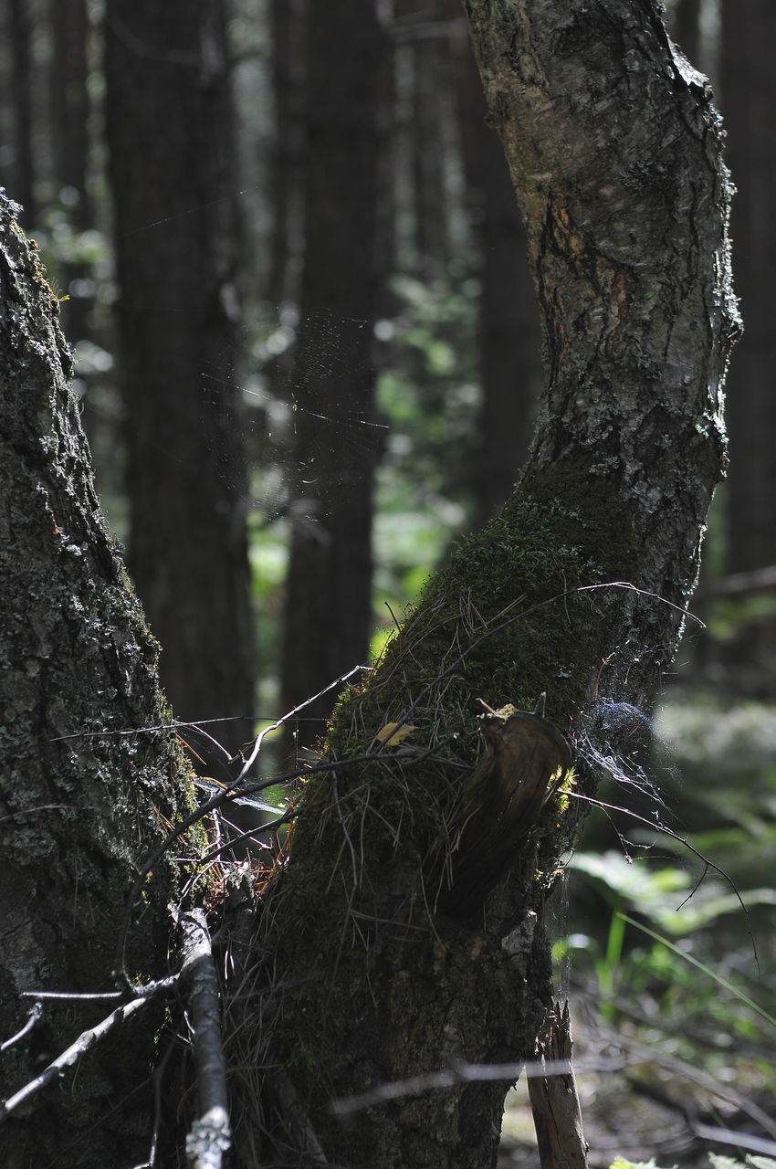 tree, trunk, tree trunk, plant, focus on foreground, nature, no people, forest, day, land, growth, outdoors, close-up, branch, tranquility, animal wildlife, moss, animals in the wild, bird, bark, lichen