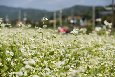 Close-up of flowers growing in field