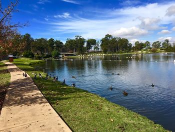 Swans swimming in lake against sky