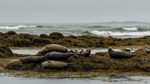 View of sheep on beach