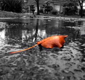 Autumnal leaves in puddle