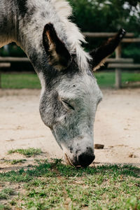 Horse grazing in field