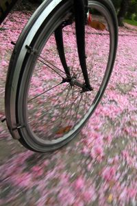 High angle view of pink bicycle on street