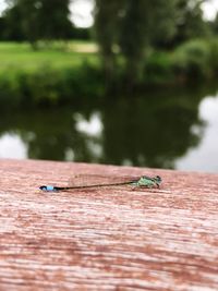 Close-up of insect on wood