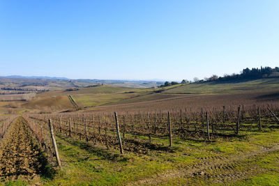 Scenic view of vineyard against clear sky