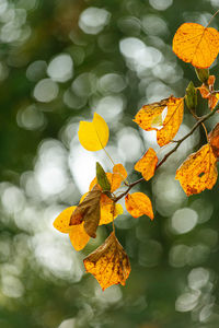Close-up of yellow maple leaves on plant