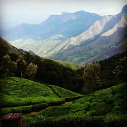 Tea plantation in field with mountain range in background