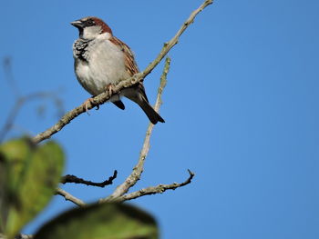 Low angle view of bird perching on branch against blue sky