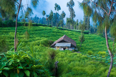 A small, wooden shack with a red tiled roof sits alone in a field of tall grass.