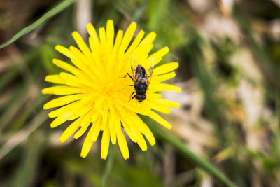 Bee pollinating flower