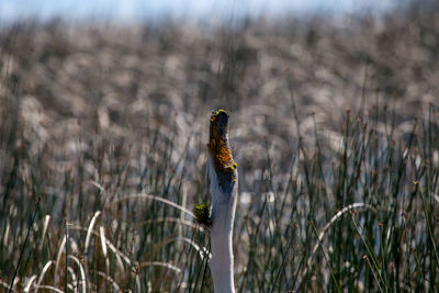 Close-up of bird perching on grass