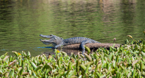 View of a baby alligator in a swamp