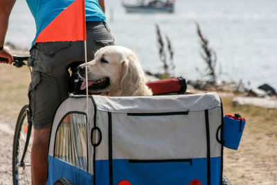 Man riding bicycle with dog tent