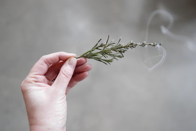 Cropped hand of woman holding plant