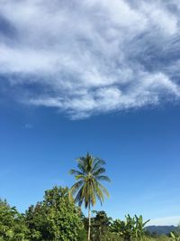 Low angle view of coconut palm tree against blue sky