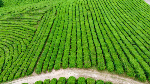 High angle view of corn field