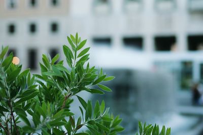 Close-up of plant against building in city