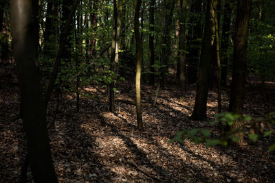 Trees in forest