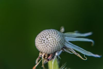 Close-up of insect on plant