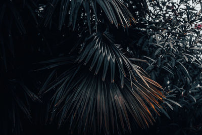 Close-up of palm tree at night