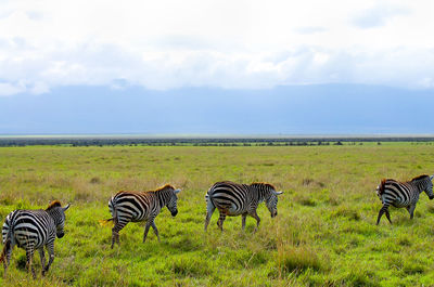 View of zebras on landscape against sky