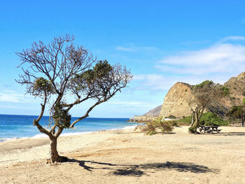 Trees on beach against sky