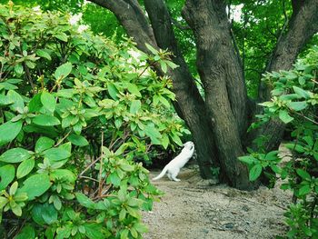 Bird perching on tree