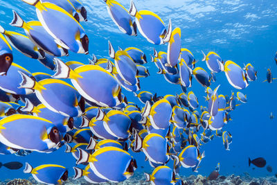 View of fishes swimming in sea