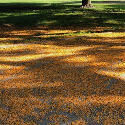 Shadow of grass on field